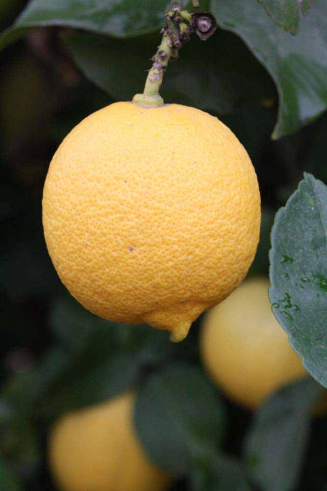                 Fruit (Lupe, Riverside, CA)       